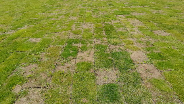 20260523管理棟南側の芝生広場開放